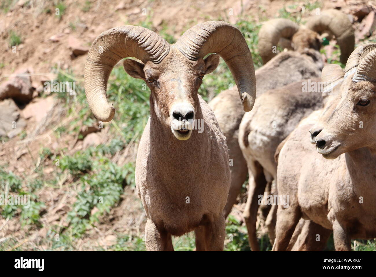 Close up di Big Horn ovini e pack si accoppia nel Canyon di Waterton Colorado Foto Stock