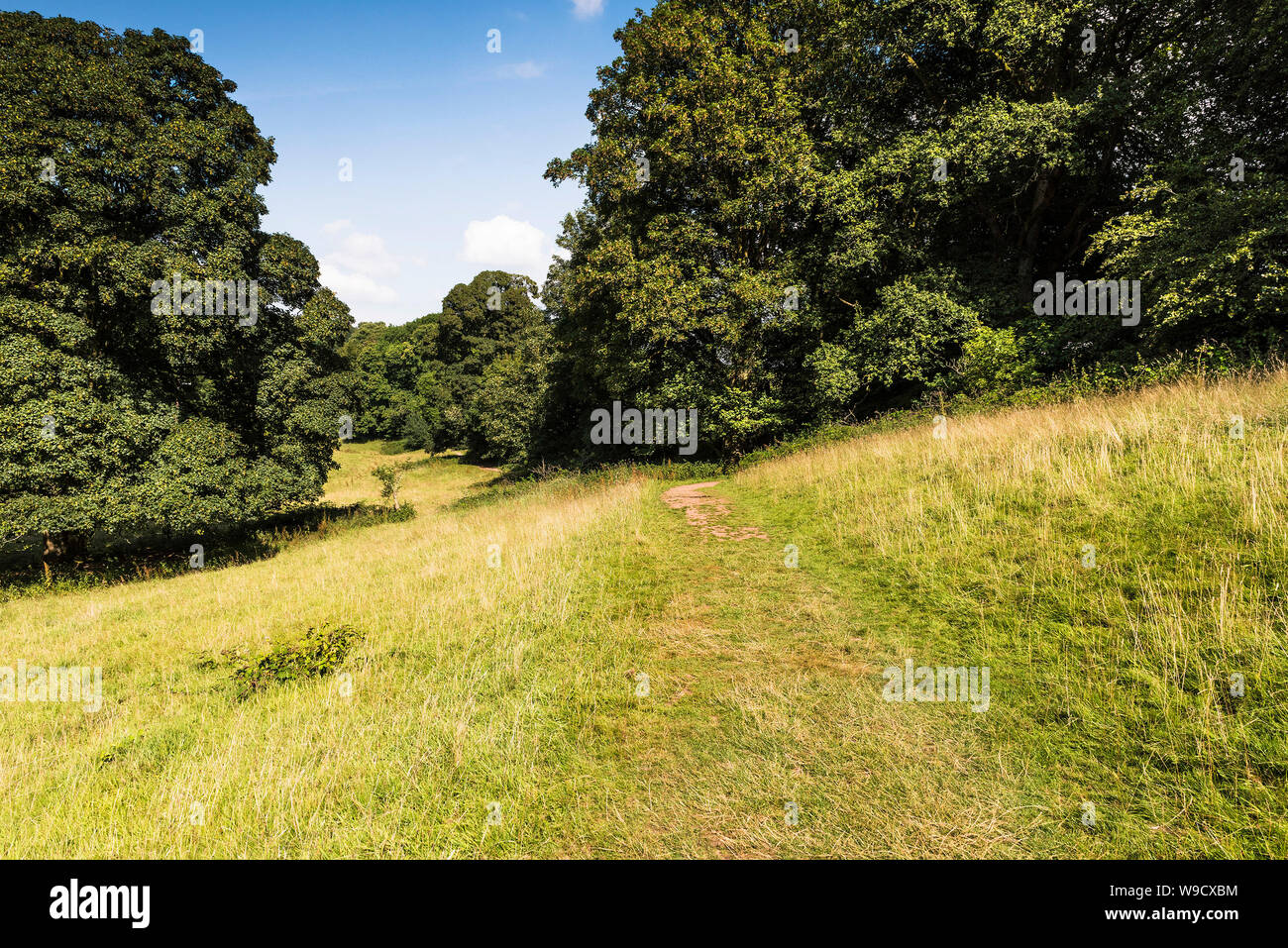 Un prato nelle colline di Quantock nel Somerset, Inghilterra, Regno Unito. Foto Stock