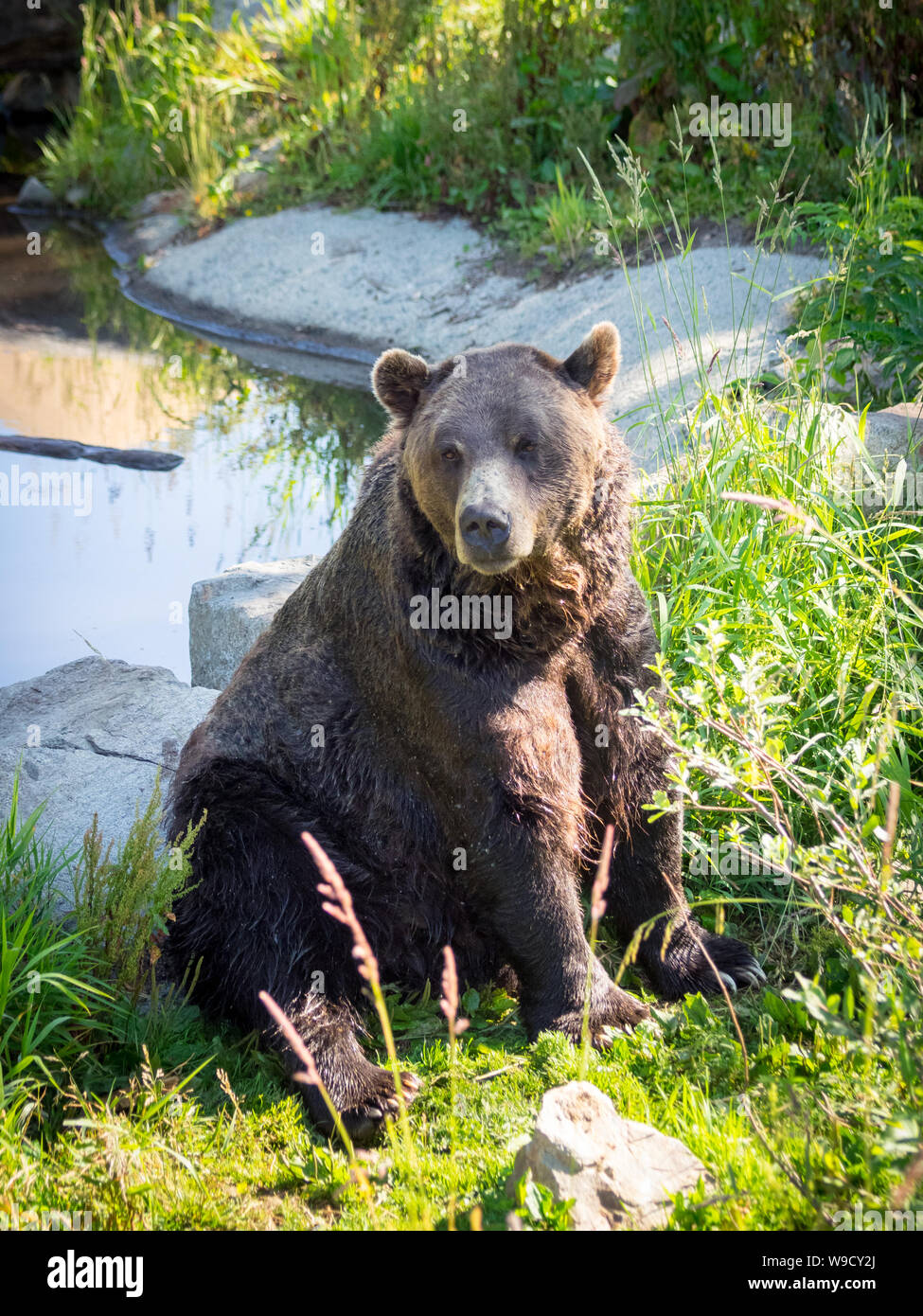 Coola, un residente orso grizzly (Ursus arctos horribilis) dell'orso santuario Presso Grouse Mountain, North Vancouver, British Columbia, Canada. Foto Stock