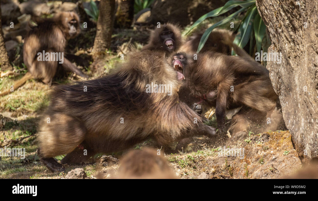 Due emorragie cuore scimmie combattimenti Foto Stock