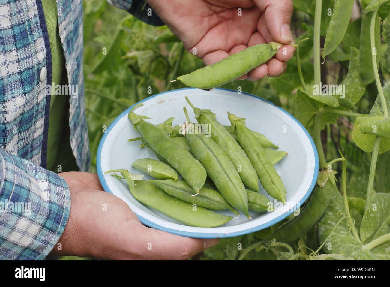 Pisum sativum " Assessore'. Man Picking piselli su un riparto giardino nel Derbyshire, Regno Unito - Luglio Foto Stock