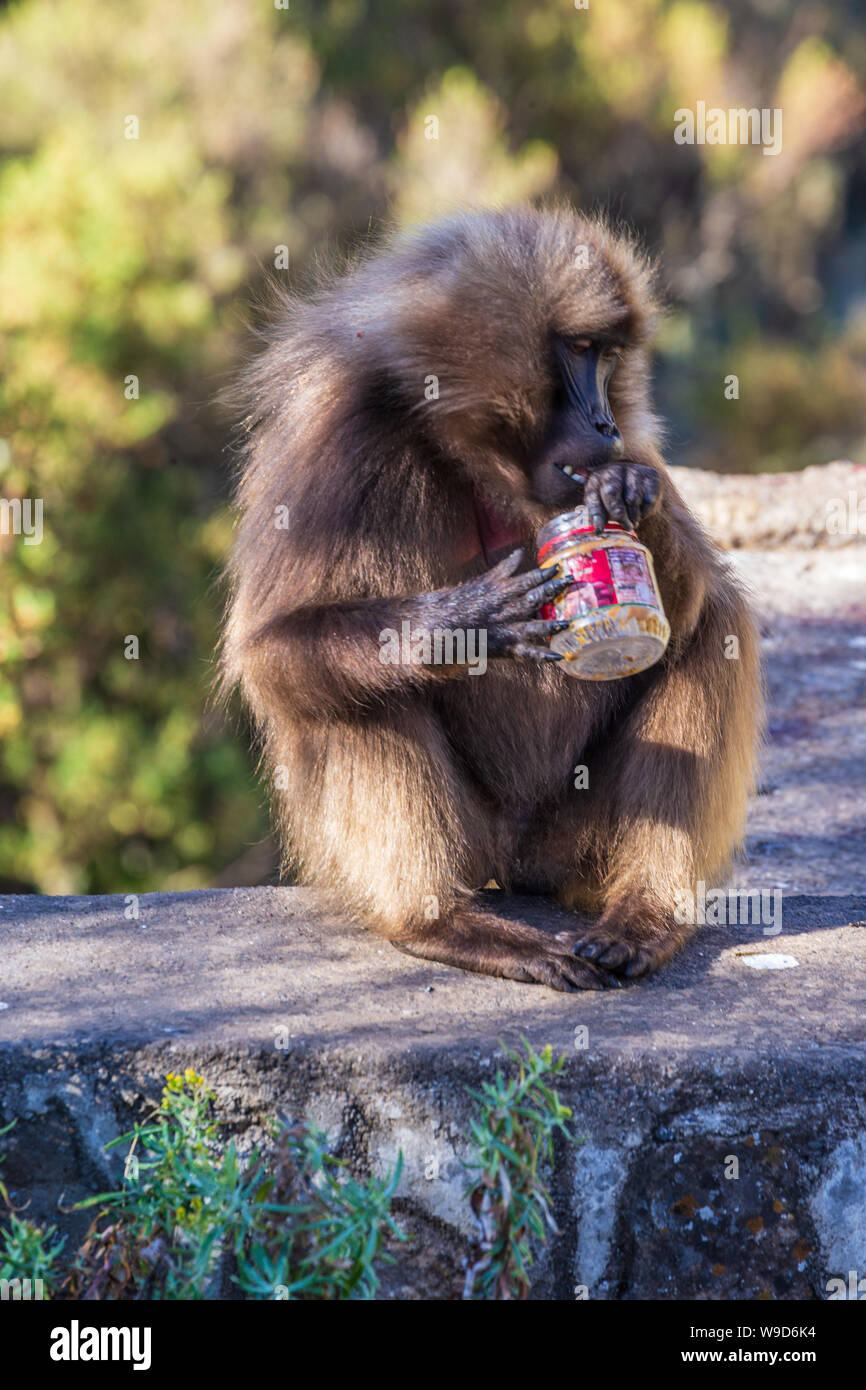 Wild baboon leccare un barattolo di burro di arachidi Foto Stock