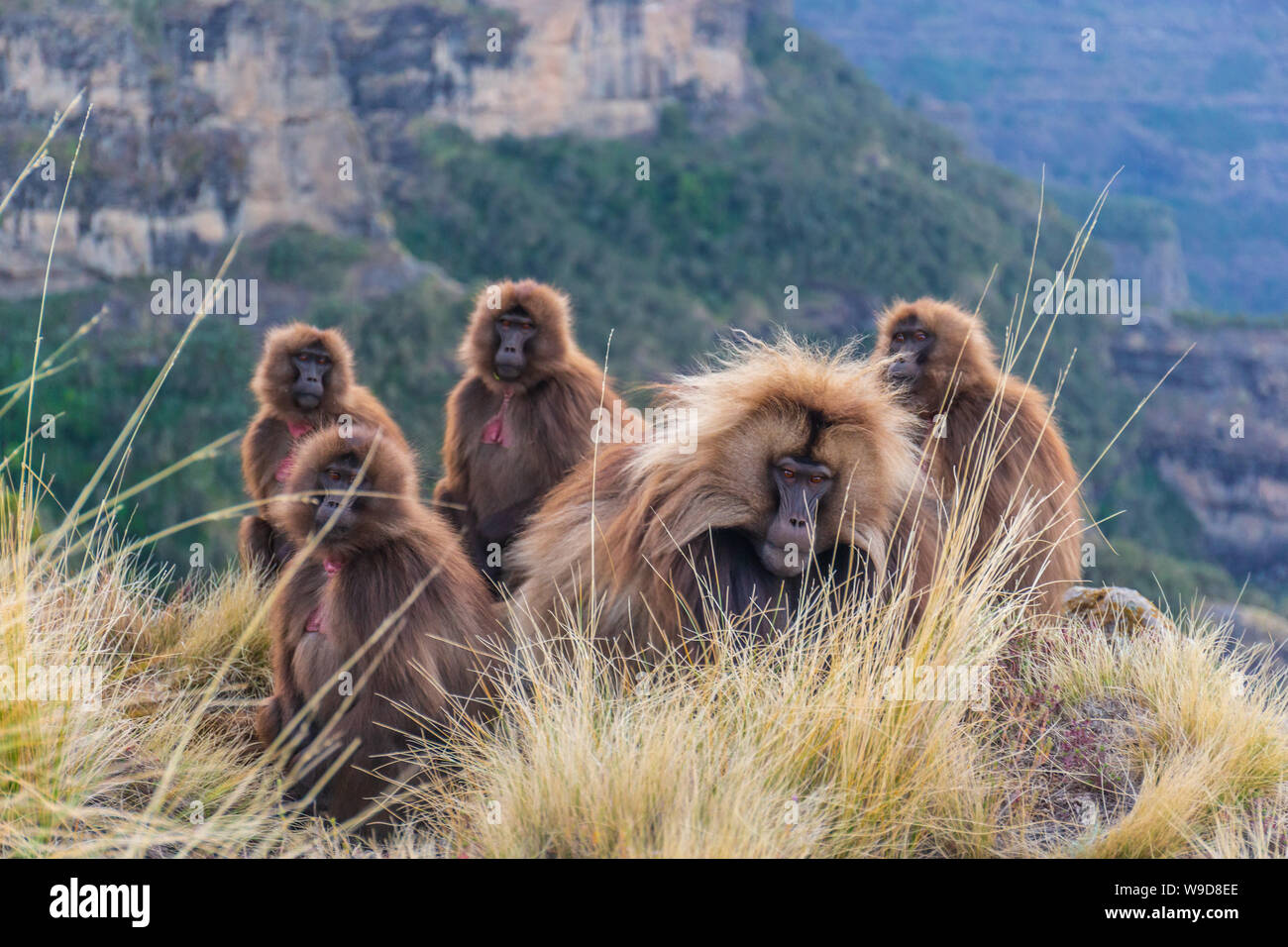 I babbuini Gelada nelle montagne di scimmia Foto Stock