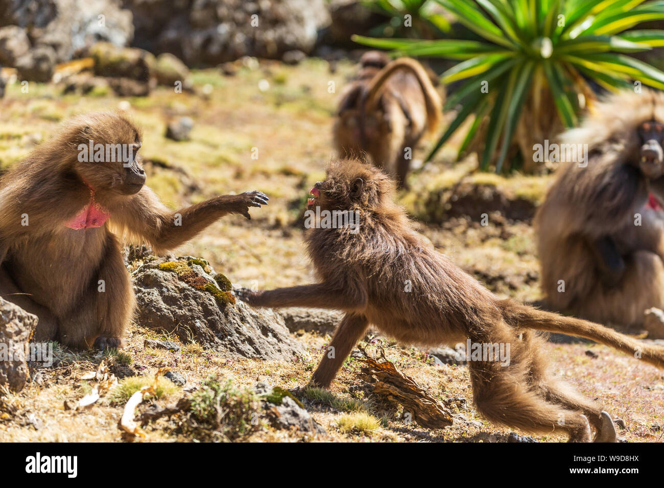 Due emorragie cuore scimmie combattimenti Foto Stock