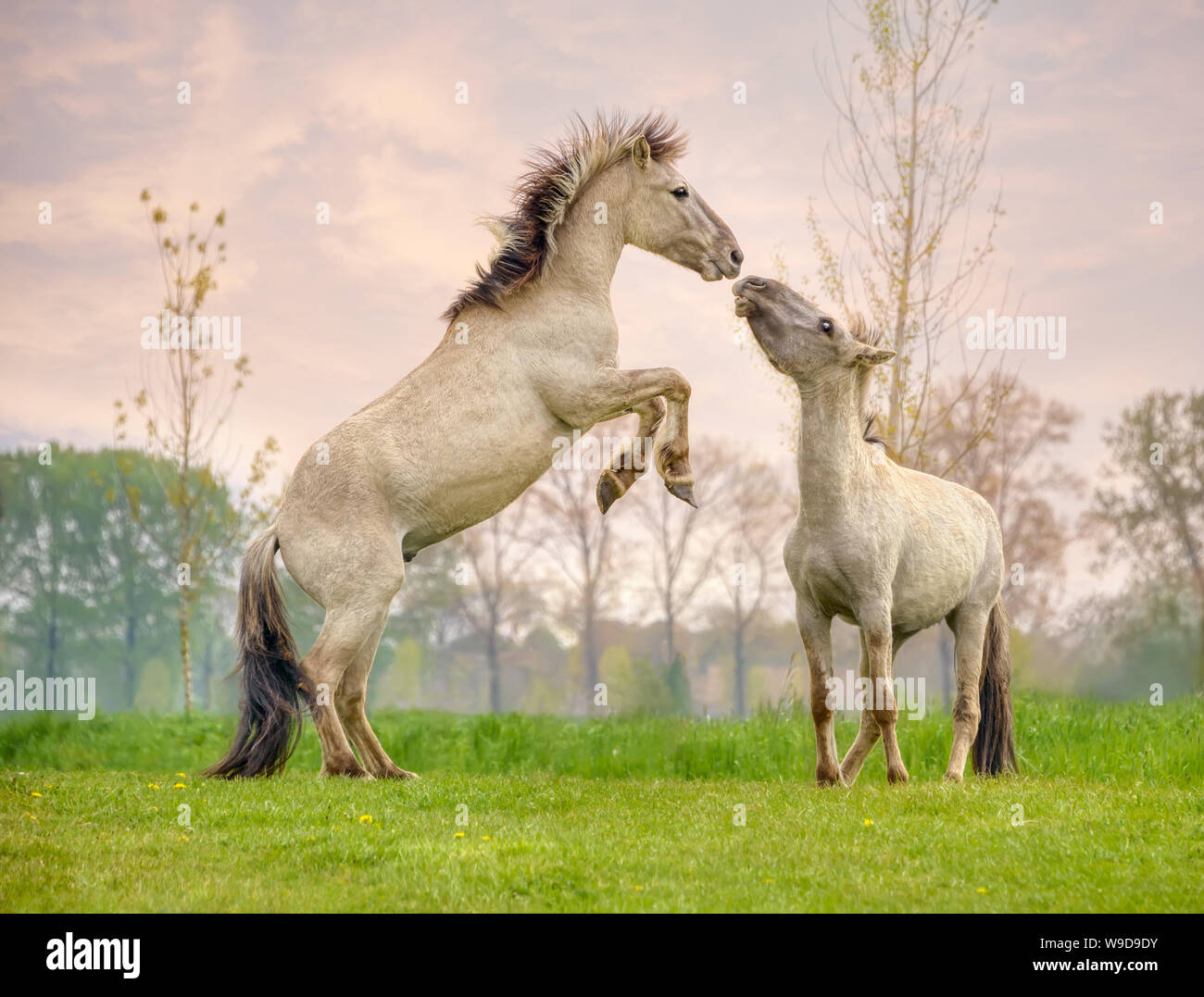 Konik stalloni allevamento e combattimenti, essi sono parte di un free-range mandria polacca della primitiva razza di cavalli vivere nella riserva naturale de Rug Paesi Bassi Foto Stock