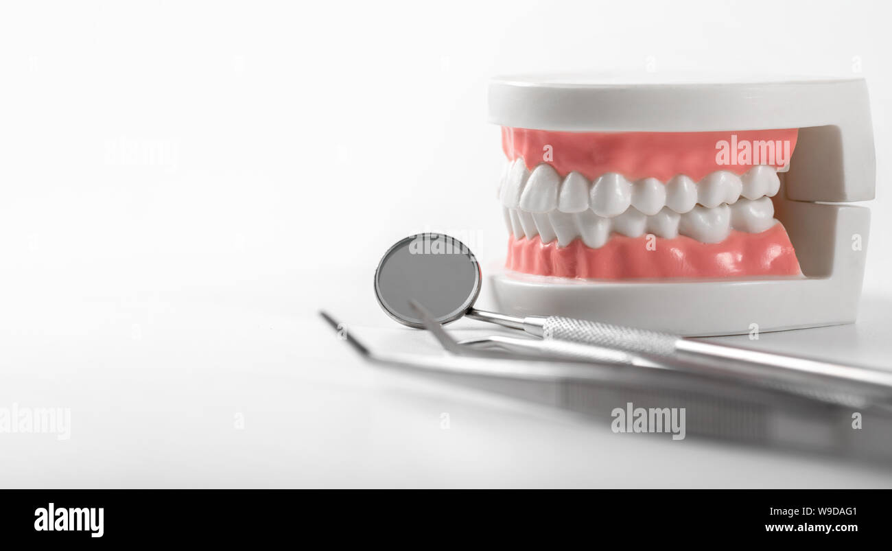 Modello di denti e il dentista gli strumenti su sfondo bianco con spazio di copia Foto Stock