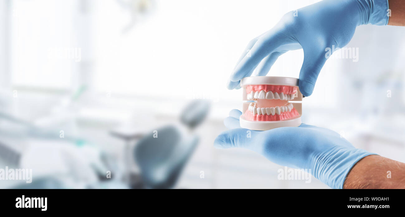 Dentista mani con modello di denti in clinica dentale Foto Stock