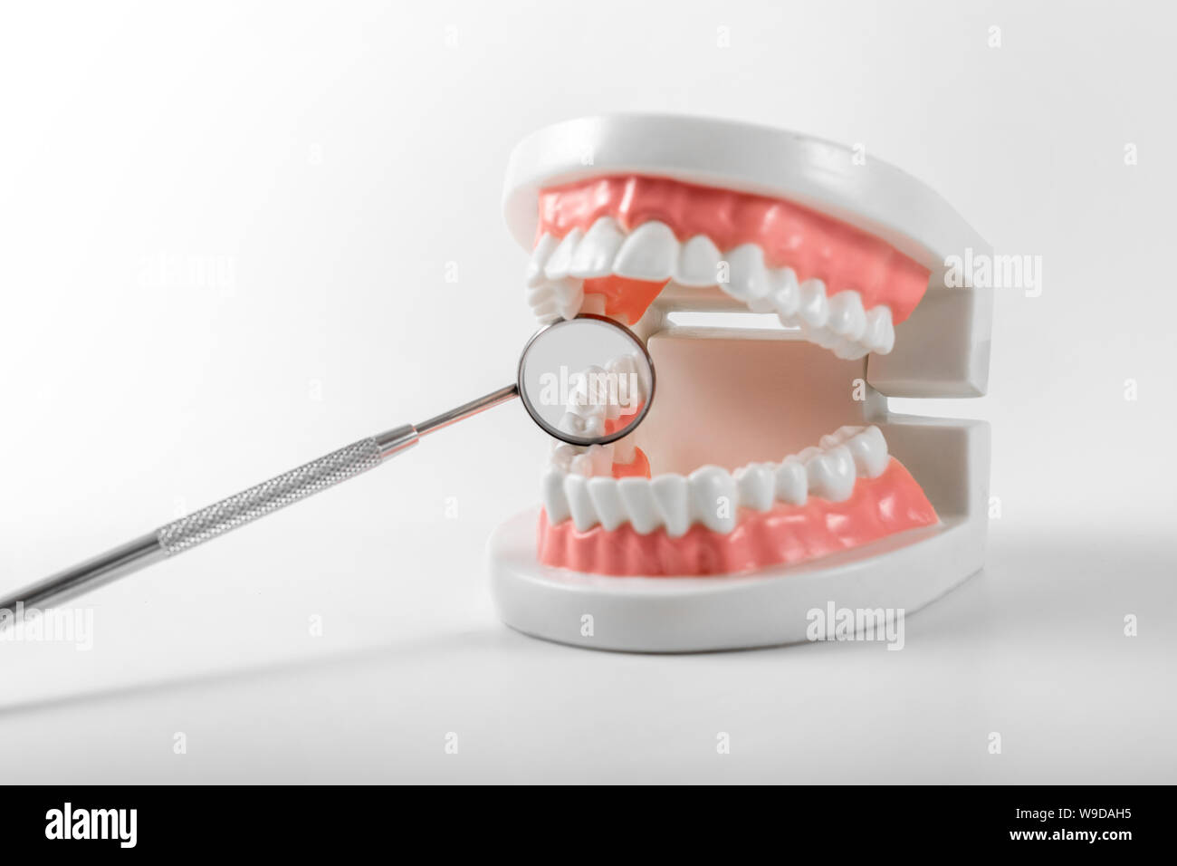 Modello di denti e specchio dentale su sfondo bianco Foto Stock
