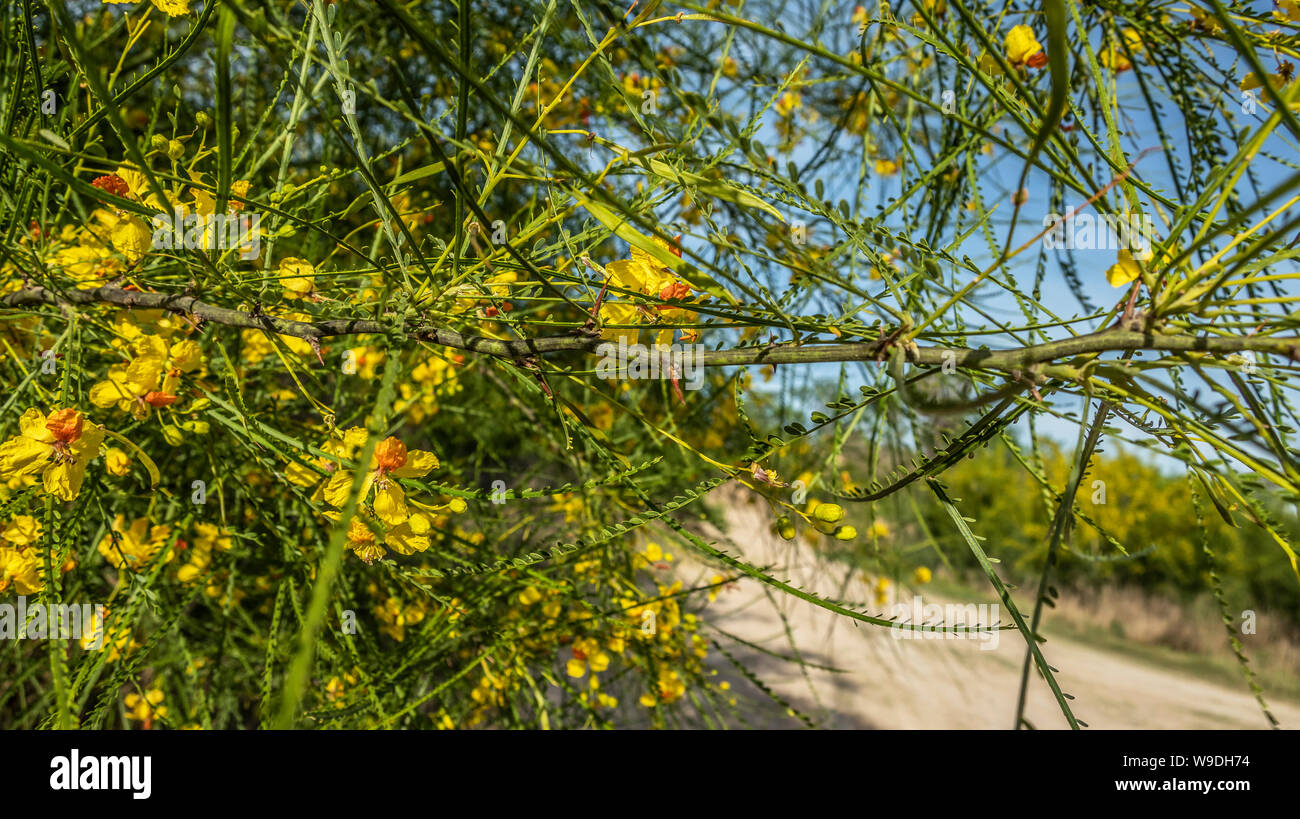 Alberi di fico d'india, San Ygnacio, paese di Zapata, Texas, Stati Uniti d'America. Cresce accanto al Rio Grande, questi alberi/boccole può causare il verificarsi di lacerazioni di qualunque immigrato clandestino incrocio in USA Foto Stock