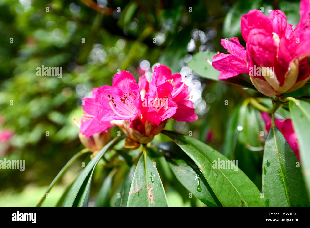 Rhododendron fiori rosa in fiore con foglie di colore verde Foto Stock