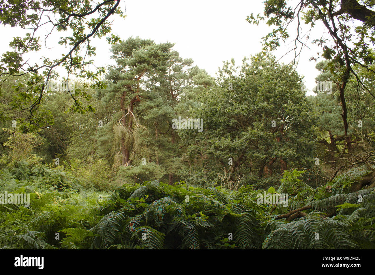 Broxbourne paesaggio Foto Stock