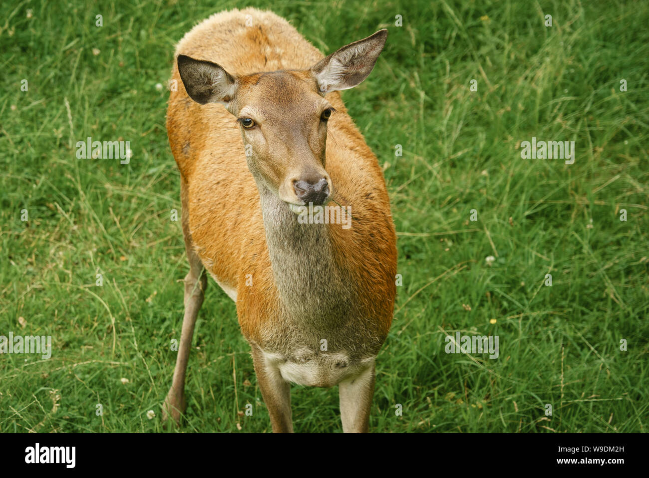 Rosso cervo selvatico sul campo Cervus elaphus Foto Stock