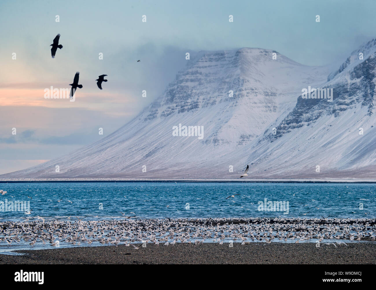 A testa nera, Gabbiano Kolgrafarfjordur fiordo, Snaefellsnes Peninsula, Islanda Foto Stock