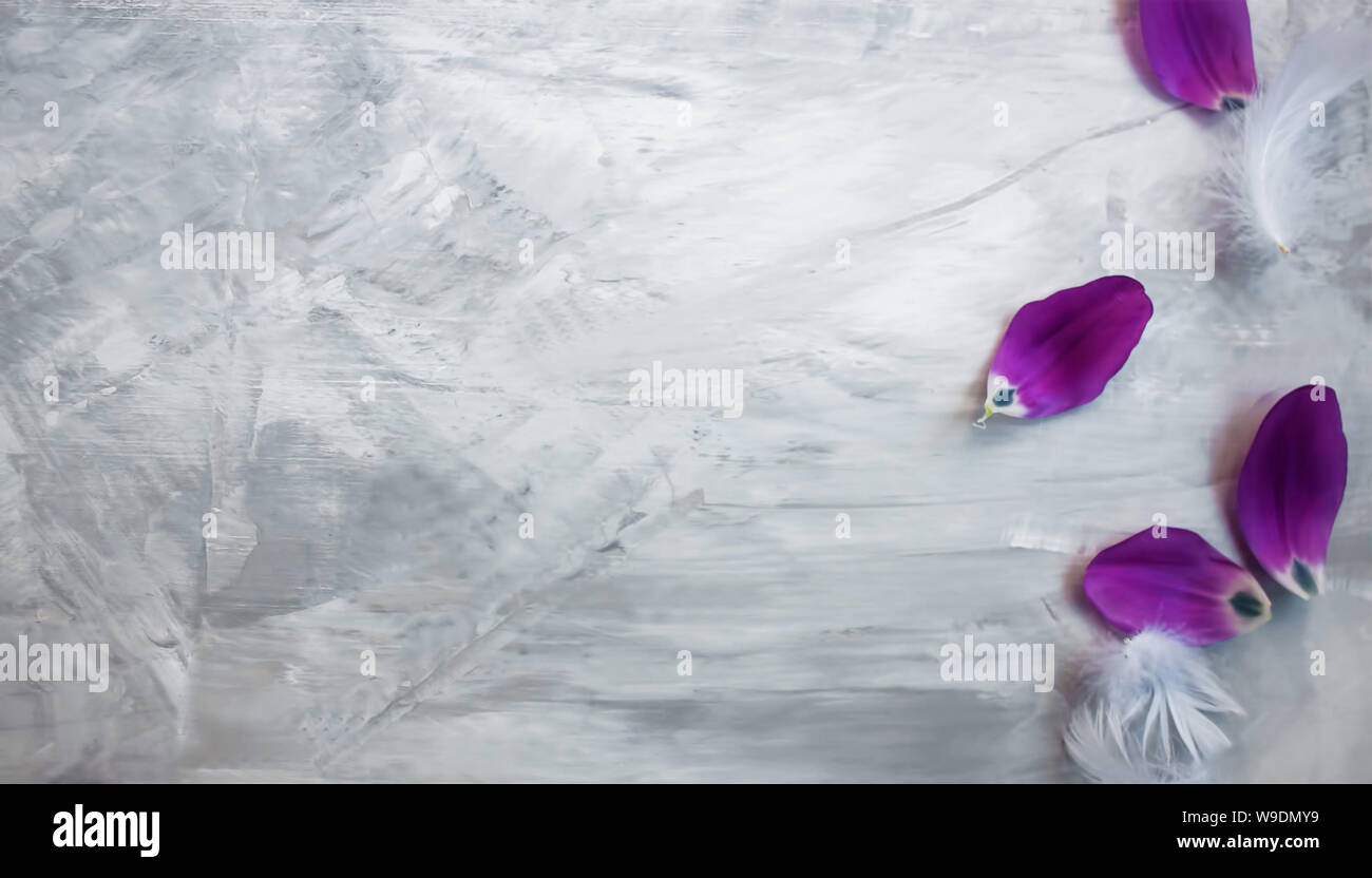 Bellissimo sfondo di soft , viola tulip petali e piume bianche sulla superficie grigia. Foto Stock