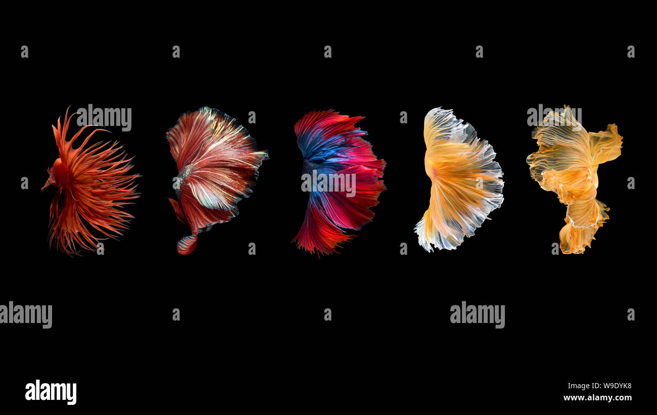 Close up arte movimento di Betta pesce,Siamese fighting fish isolati su sfondo nero.arte design concept. Foto Stock