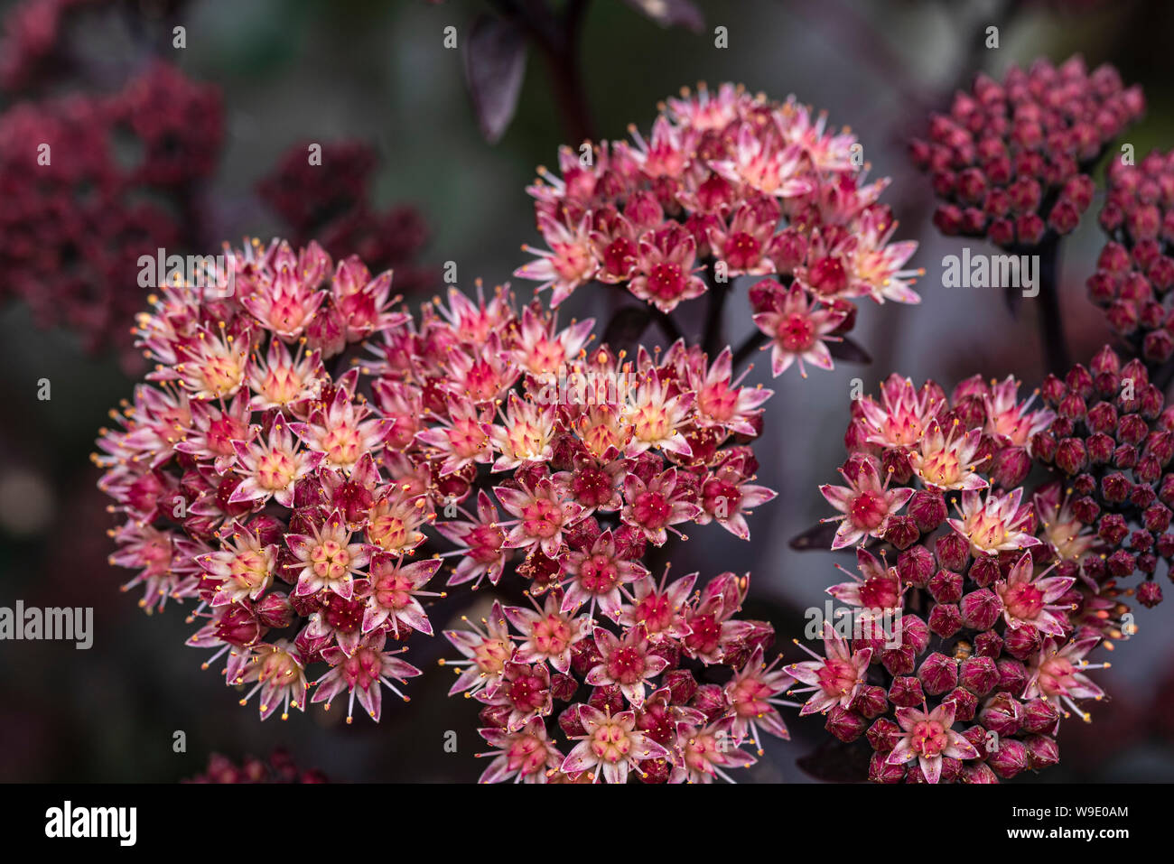 Hylotelephium telephium ,Gruppo Atropurpureum, viola l'imperatore, orpine viola imperatore, Sedum purdyi viola imperatore. Viola di Sedum imperatore. Foto Stock