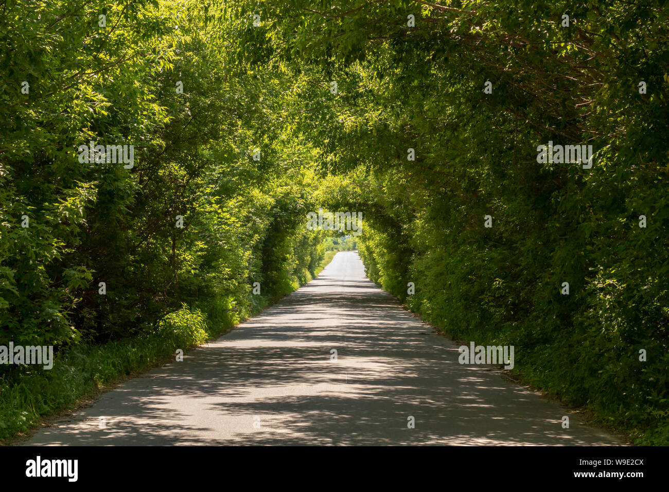 Verde Naturale tunnel. Una luce alla fine del tunnel. Foto Stock