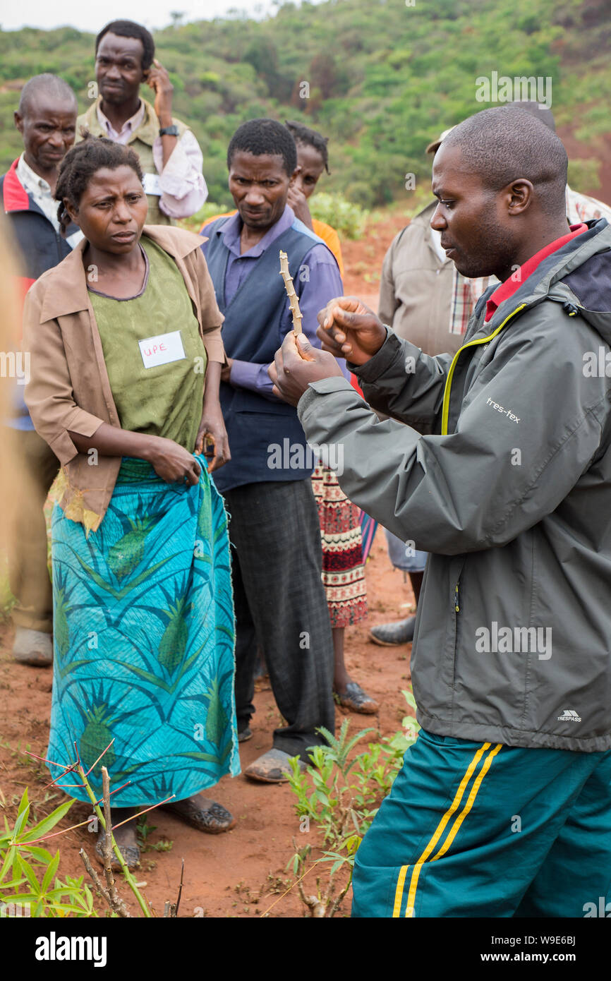 Ong agricoltura agente di estensione in Malawi illustra la produzione di colture con gli agricoltori Foto Stock