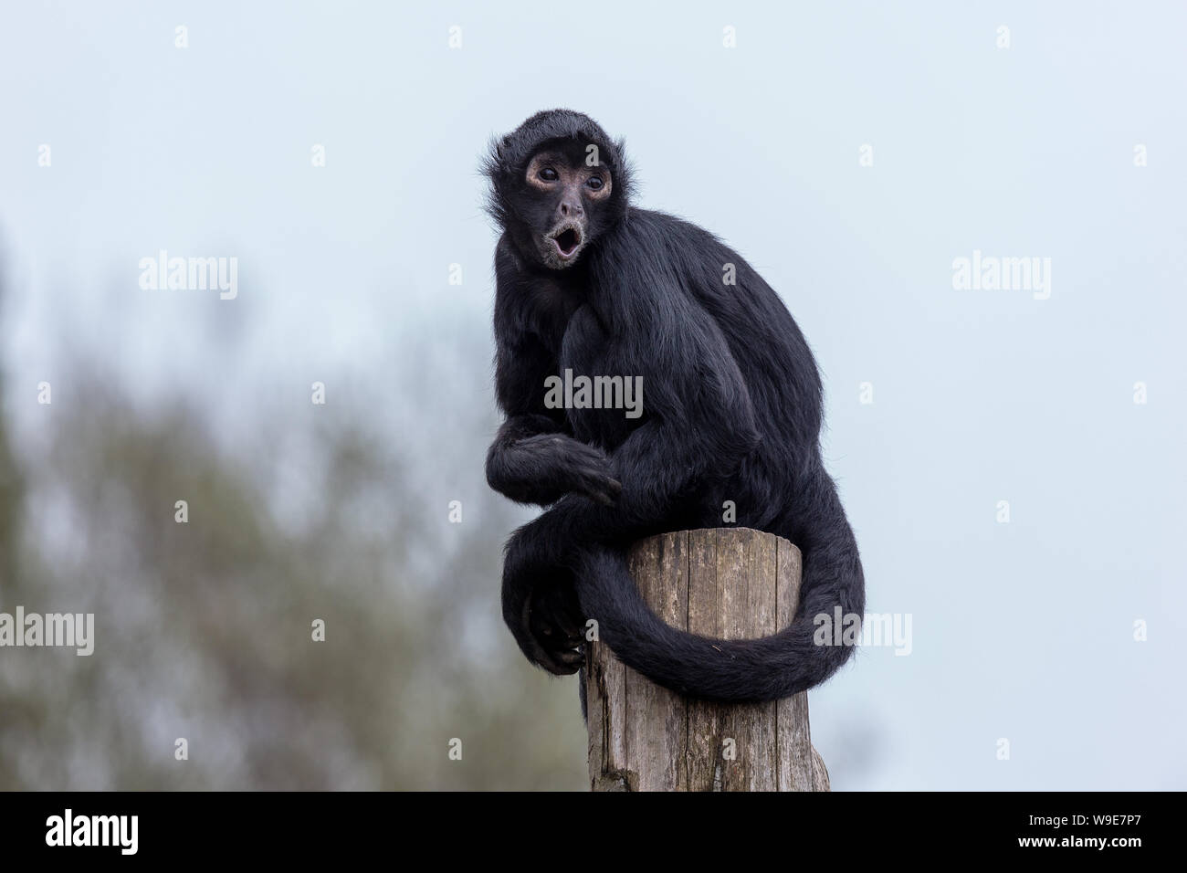 A testa nera spider scimmia primate animale guardando Foto Stock