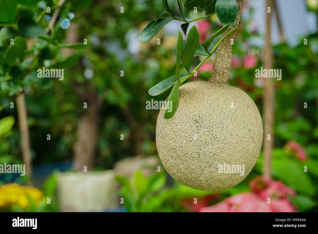 Limoniaacidissima è l'unica specie entro il genere monotypic Limonia. Nomi comuni in inglese comprendono legno-apple e elefante-apple. Foto Stock