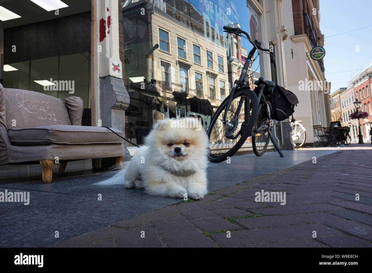 Leiden, Olanda - Luglio 05, 2019: Lounge cane giacente sulla strada di fronte ad un ristorante nel centro storico di Leiden Foto Stock