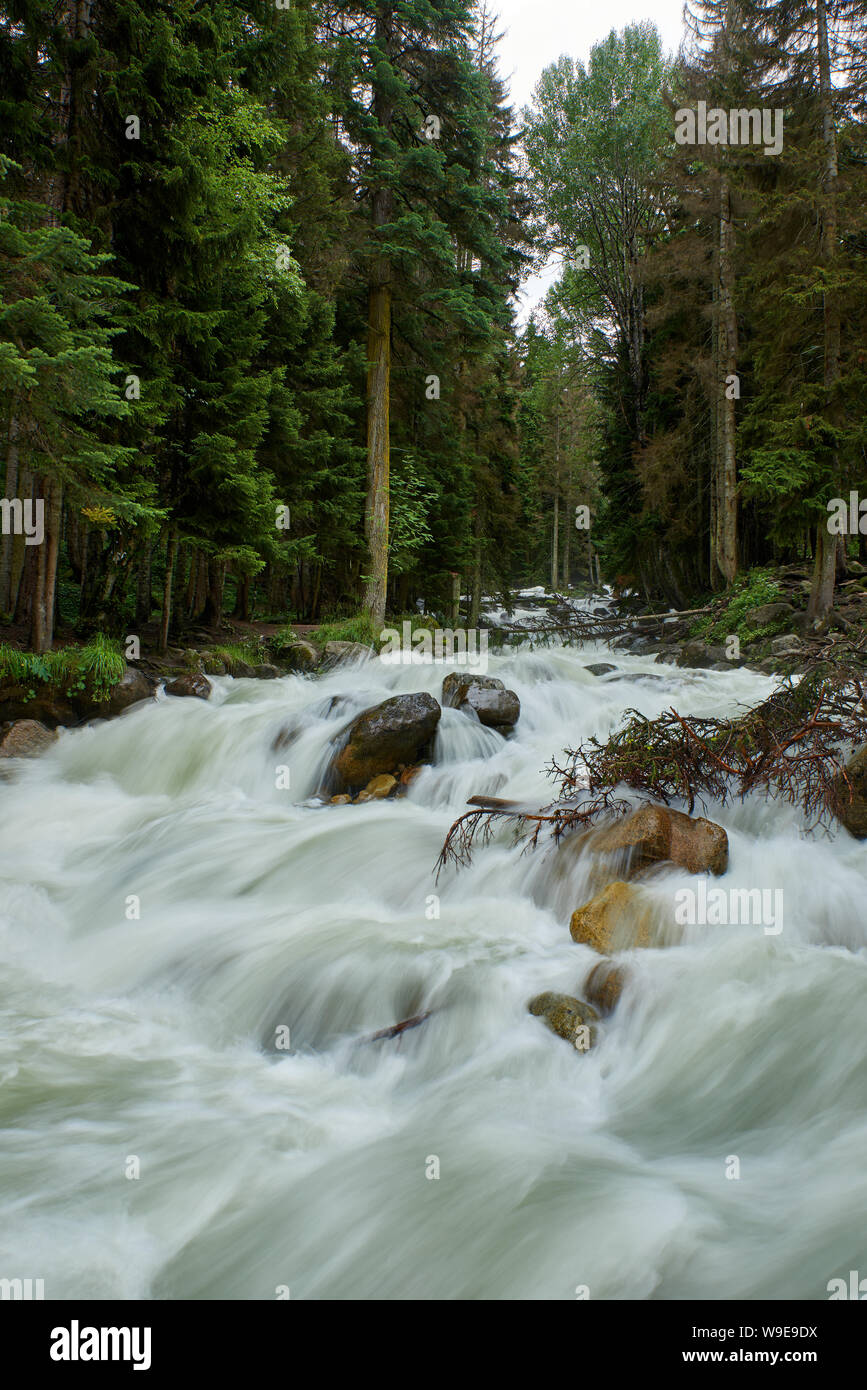 Fiume di montagna con swift acqua di schiumatura in una foresta di pini. Ullu-Murudzhu, Caucaso del Nord, Russia Foto Stock