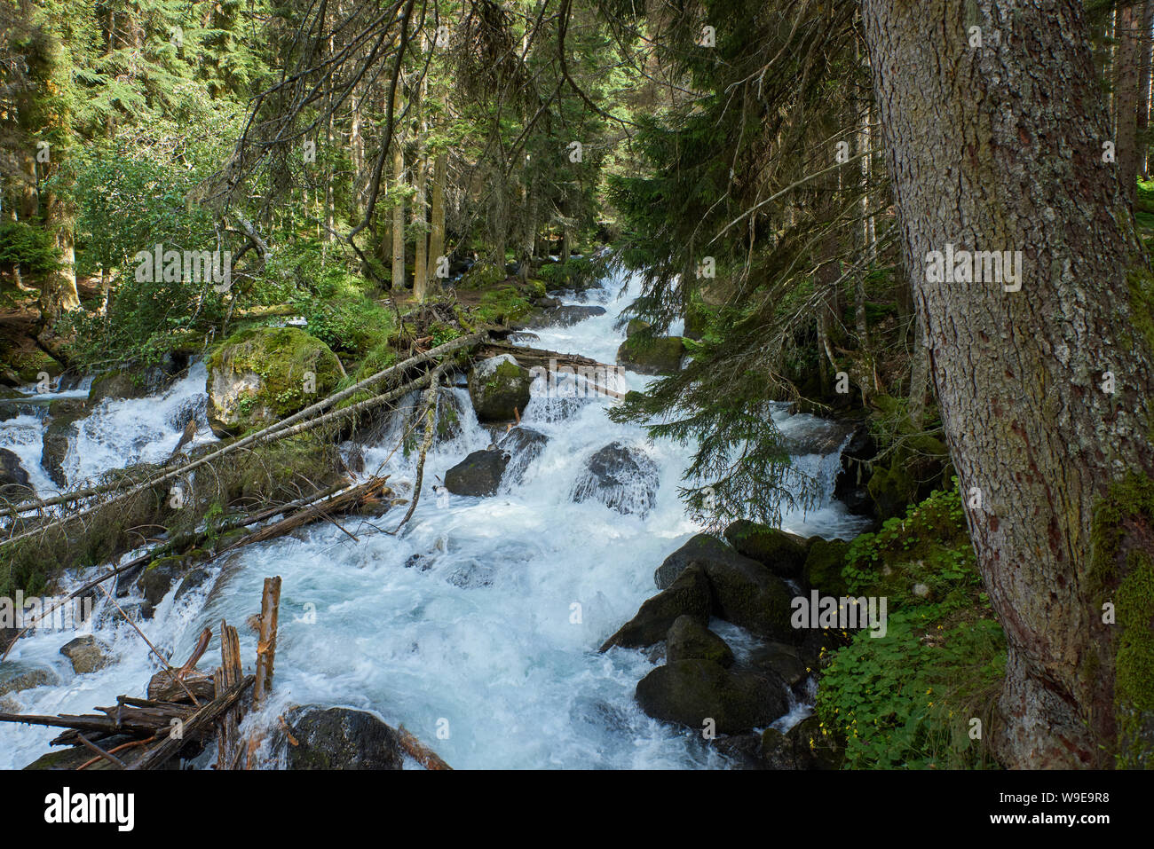Un fiume con rapide di acqua la formazione di schiuma in una foresta di pini. Ullu-Murudzhu, Caucaso del Nord, Russia Foto Stock