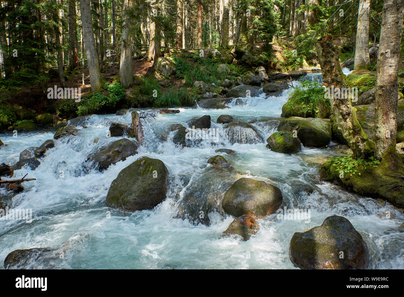 Un fiume con rapide di acqua la formazione di schiuma in una foresta di pini. Ullu-Murudzhu, Caucaso del Nord, Russia Foto Stock