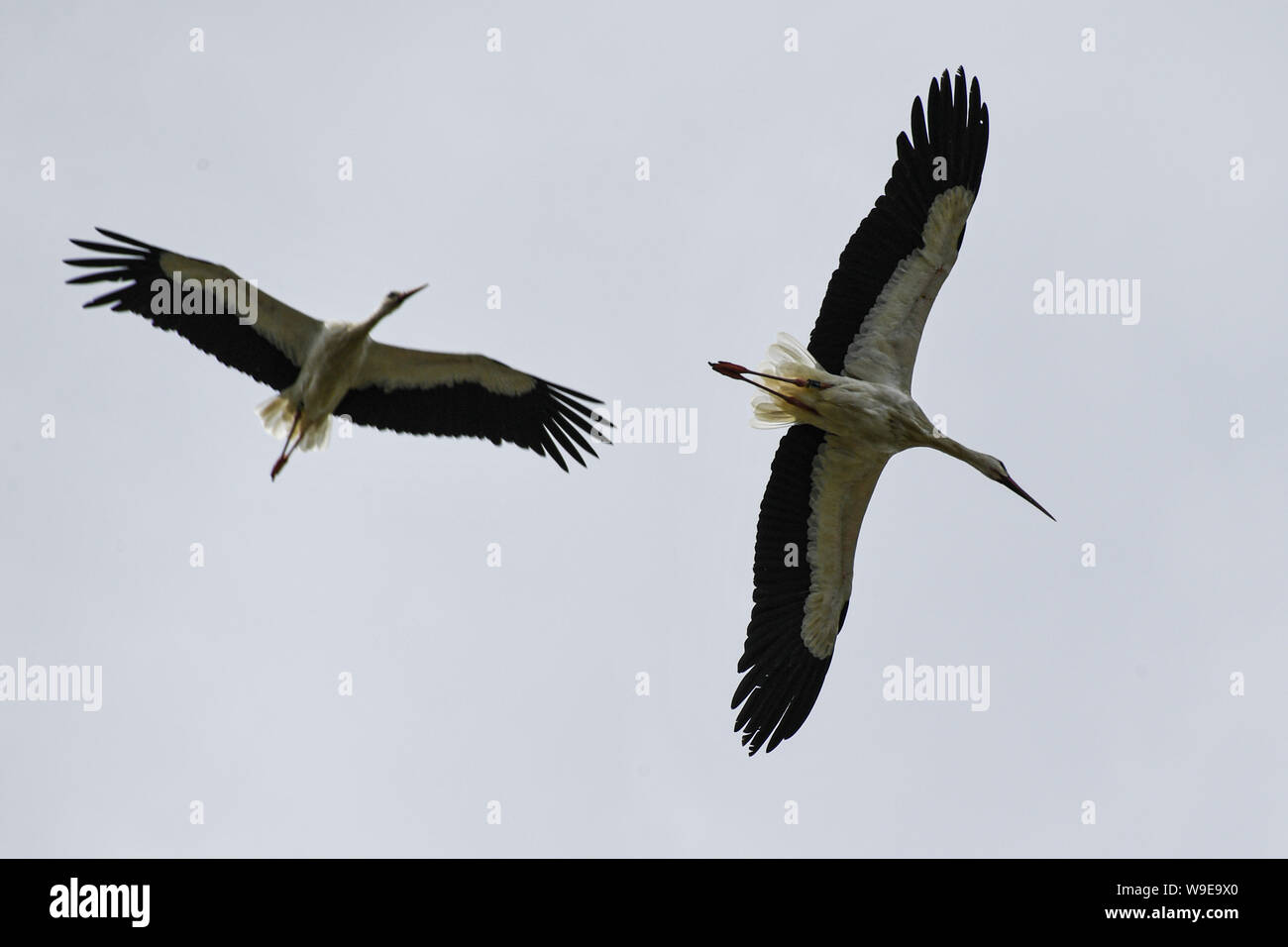 13 agosto 2019, Baden-Wuerttemberg, Salem: Giovani cicogne che si raccolgono al di sopra del Affenberg zoo per un volo congiunto per il sud. Foto: Felix Kästle/dpa Foto Stock