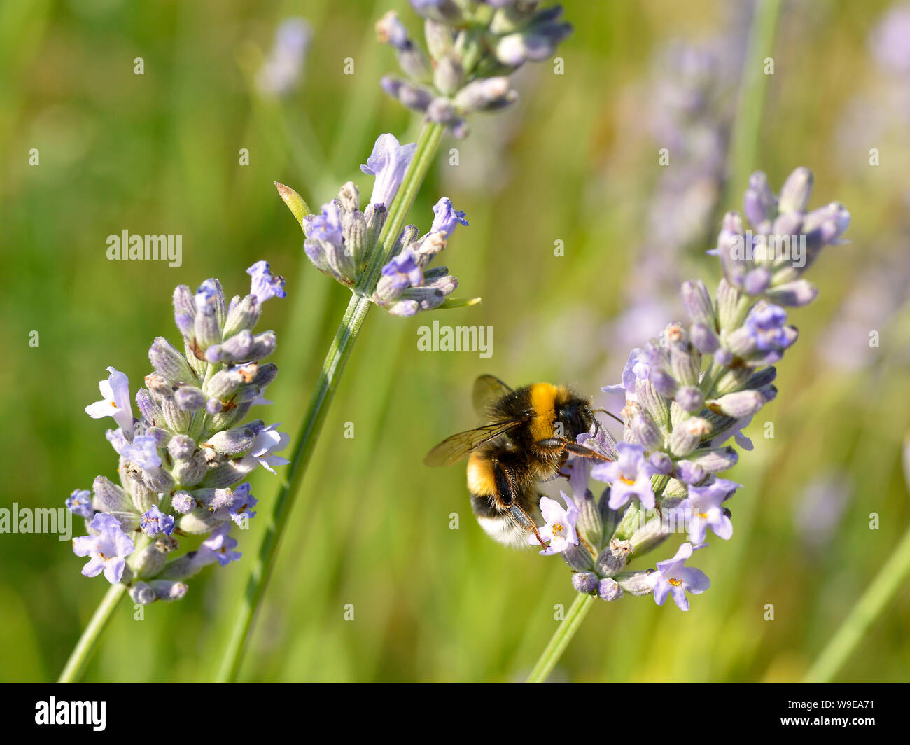 Macro di giallo e nero bumblebee (Bombus terrestris) alimentazione su fiori di lavanda Foto Stock
