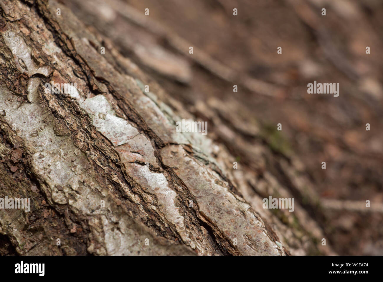 Close-up dettaglio della corteccia nei boschi intorno a Riquewihr, Francia Foto Stock