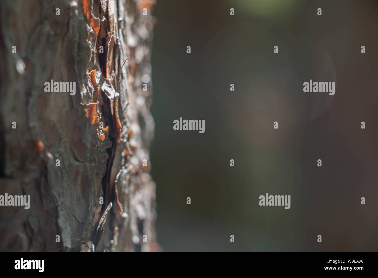 Close-up dettaglio della corteccia nei boschi intorno a Riquewihr, Francia Foto Stock