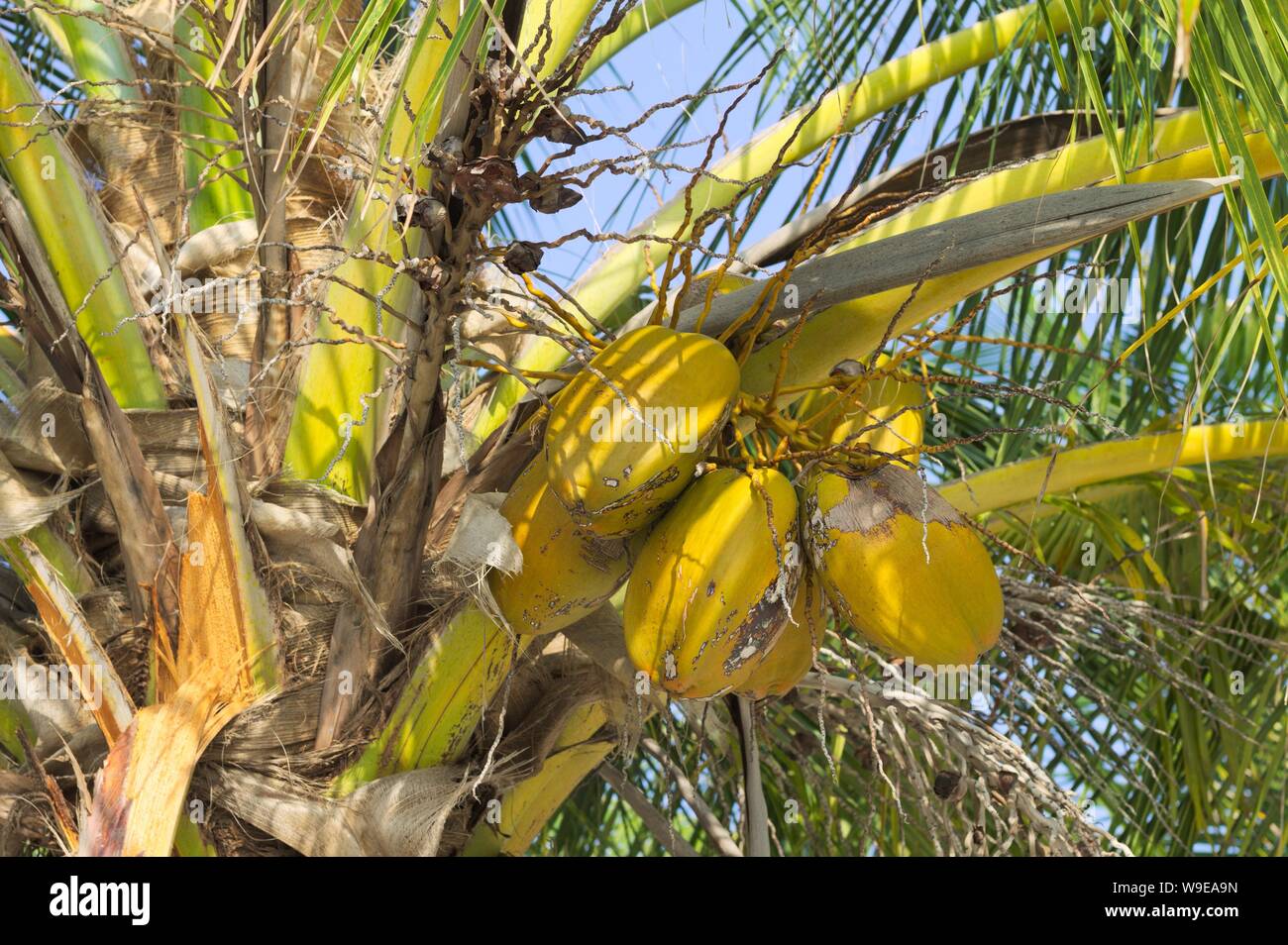 Noci di cocco giallo su un Palm tree (Ari Atoll, Maldive) Foto Stock