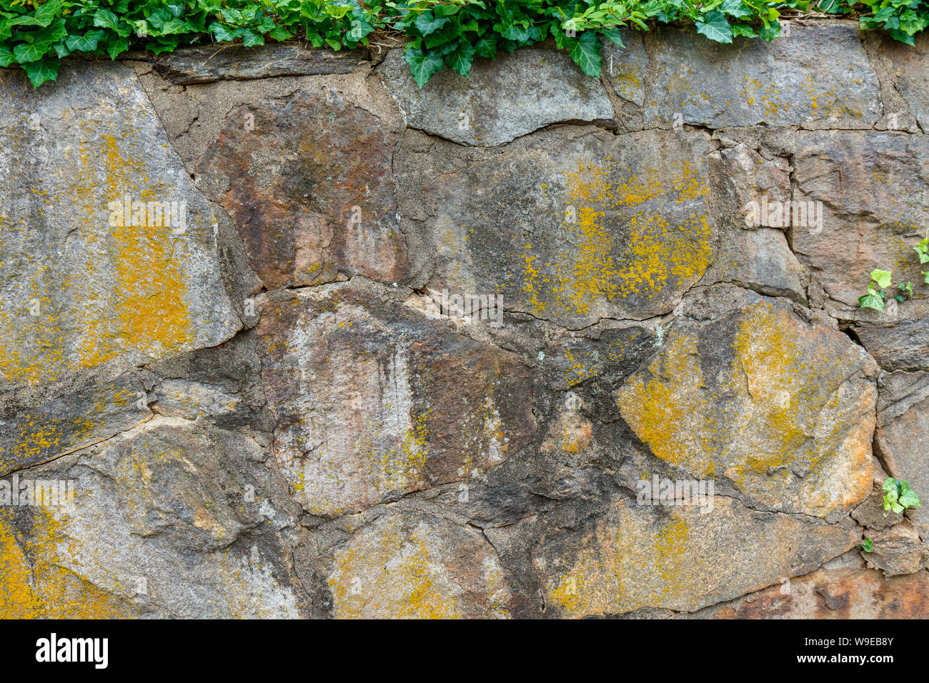 Vecchio dipinto di giallo muro di pietra con edera per lo sfondo. Foto Stock