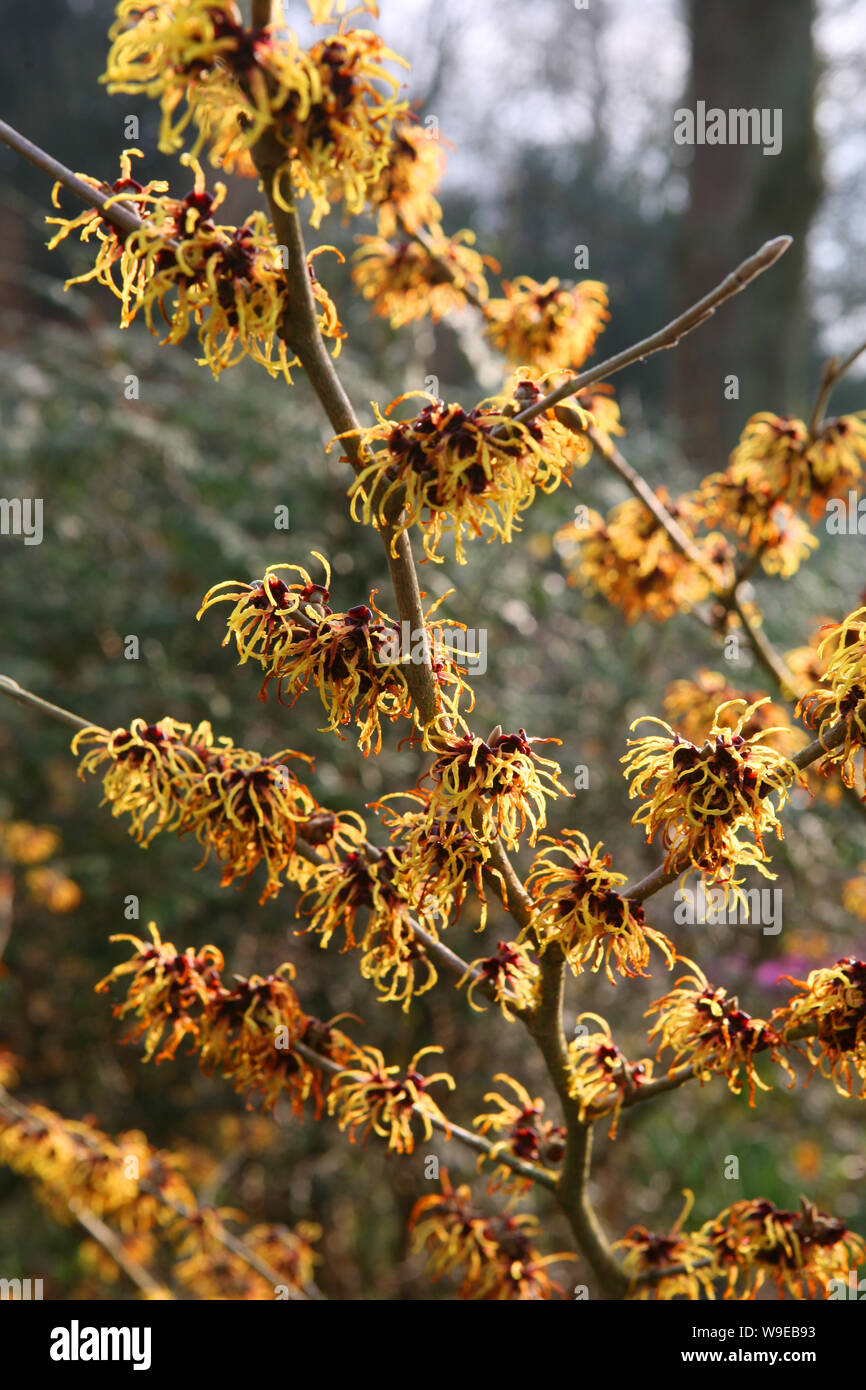 Amamelide (Hamamelis) fiori in Mottisfont Abbey giardino d'inverno, romsey, hampshire, Regno Unito Foto Stock