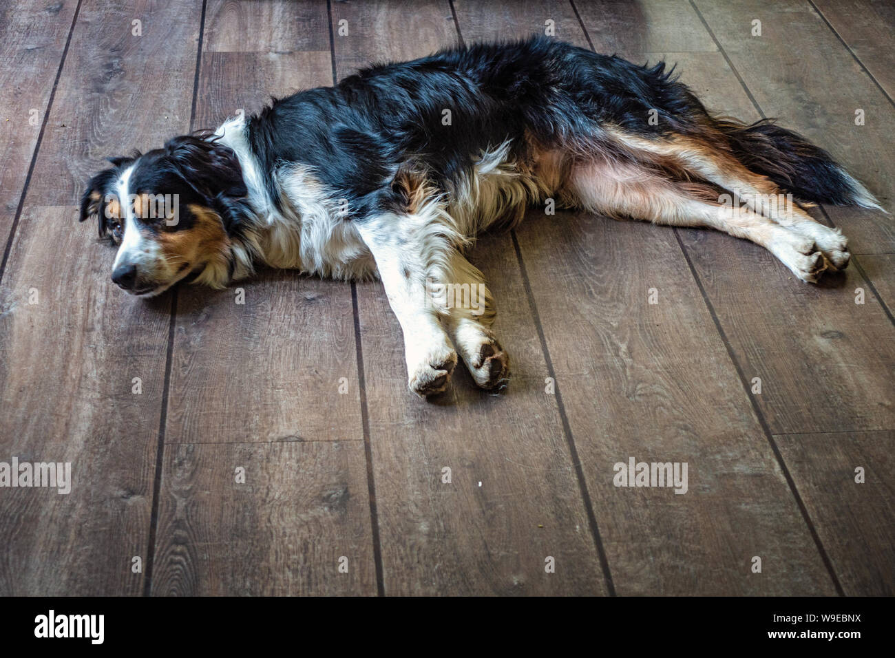 Collie cane posa su un pavimento di legno Foto Stock