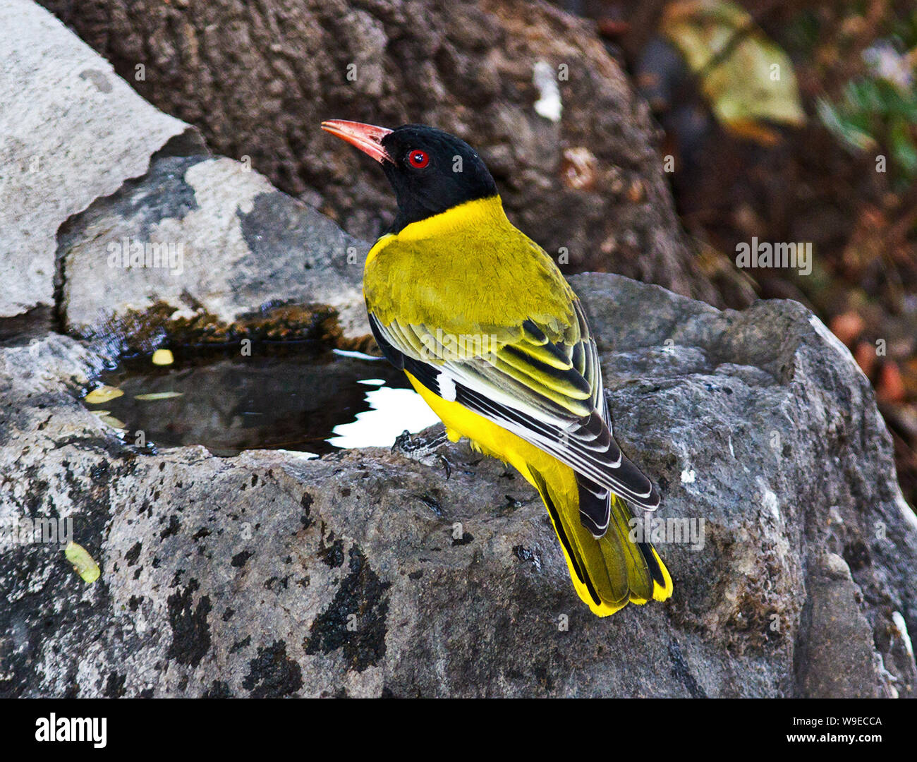 Un resient comune di boschi nero-guidato Rigogolo è un uccello della foresta e depiste è glorioso e giallo-oro del piumaggio è spesso si affacciano Foto Stock