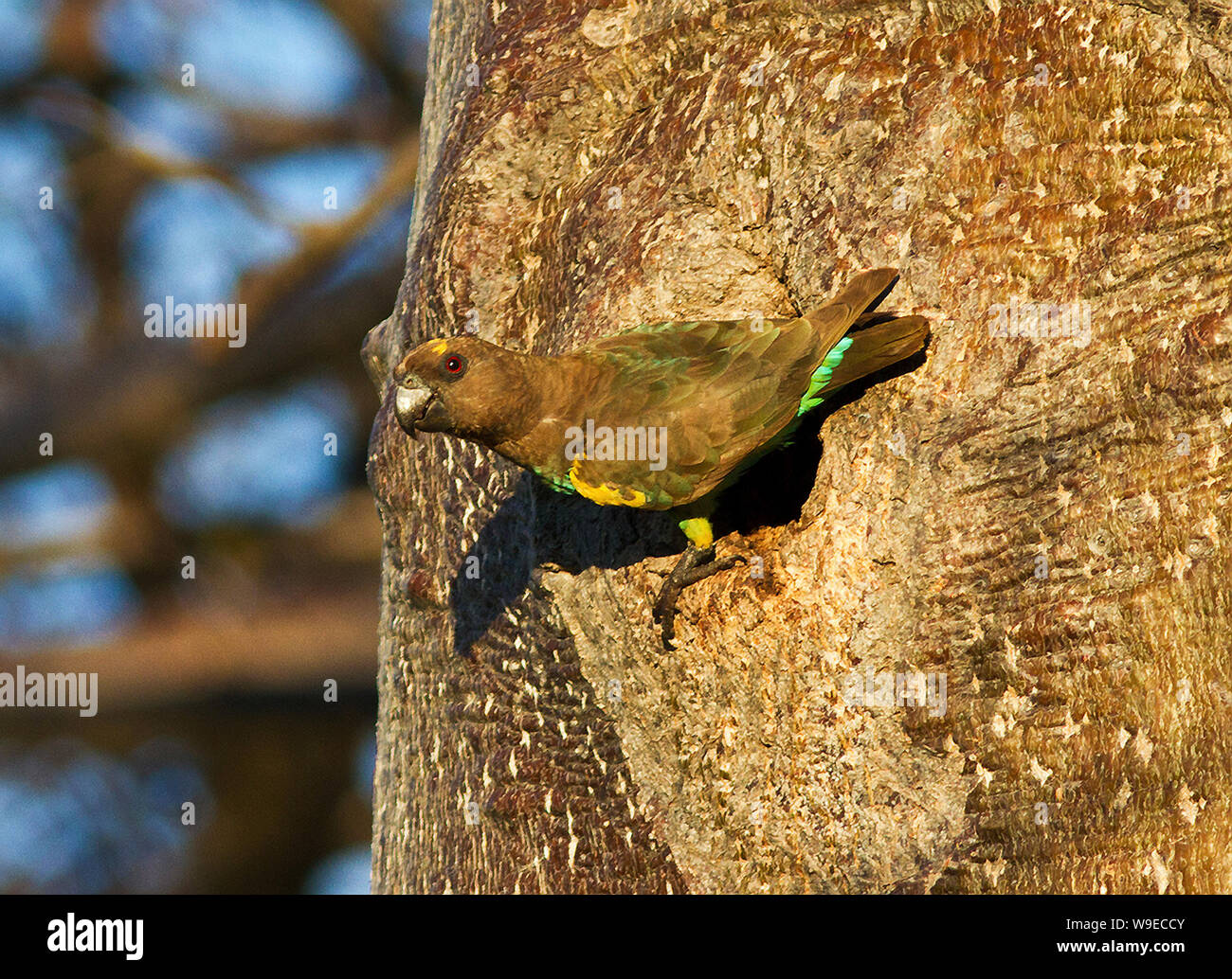 Il marrone o Meyer, Parrot è un comune e rumorosa abitante della savana boscosa e scrub e trovati in Africa orientale e meridionale. Foto Stock
