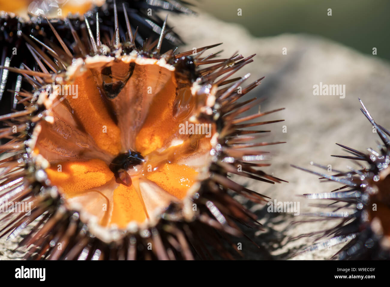 Fresh ricci di mare, ricci di mare, su una roccia, vicino il fuoco selettivo. Un piatto tipico del Salento e Puglia, viene mangiato crudo con pane o fatti di pasta Foto Stock