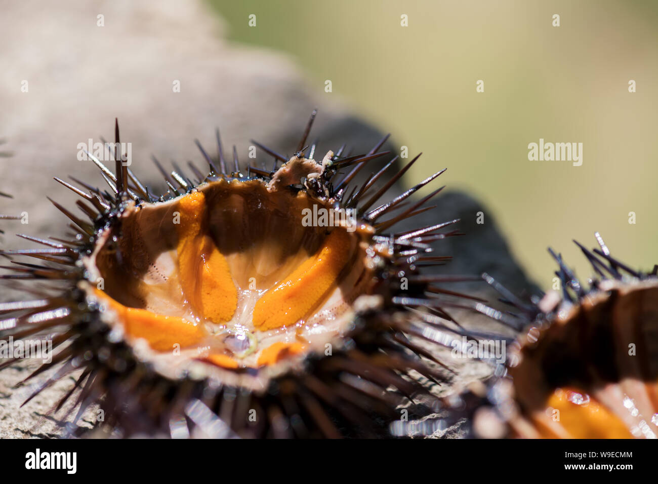 Fresh ricci di mare, ricci di mare, su una roccia, vicino il fuoco selettivo. Un piatto tipico del Salento e Puglia, viene mangiato crudo con pane o fatti di pasta Foto Stock