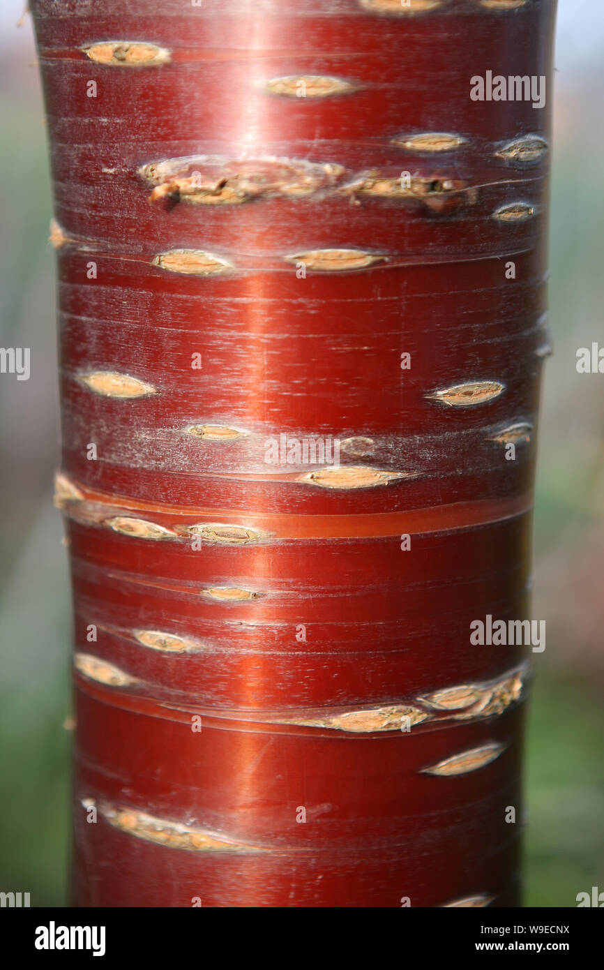 Close-up di tronco e lucida di corteccia di rame dei tibetani Ciliegio (Prunus serrula), in Mottisfont Abbey Gardens, romsey, hampshire, Regno Unito Foto Stock