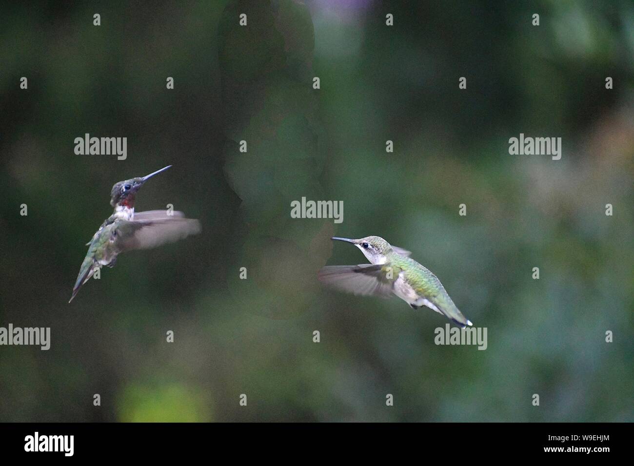 Hummingbird, colibrì, hummers in volo Foto Stock