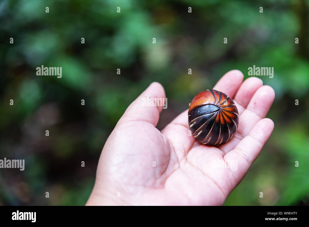 Mani pillola giganteschi millepiedi nome scientifico Sphaerotheriida Zephroniidae trovato presso Crocker Range Parco Nazionale in Tambunan Sabah Borneo Malese Foto Stock