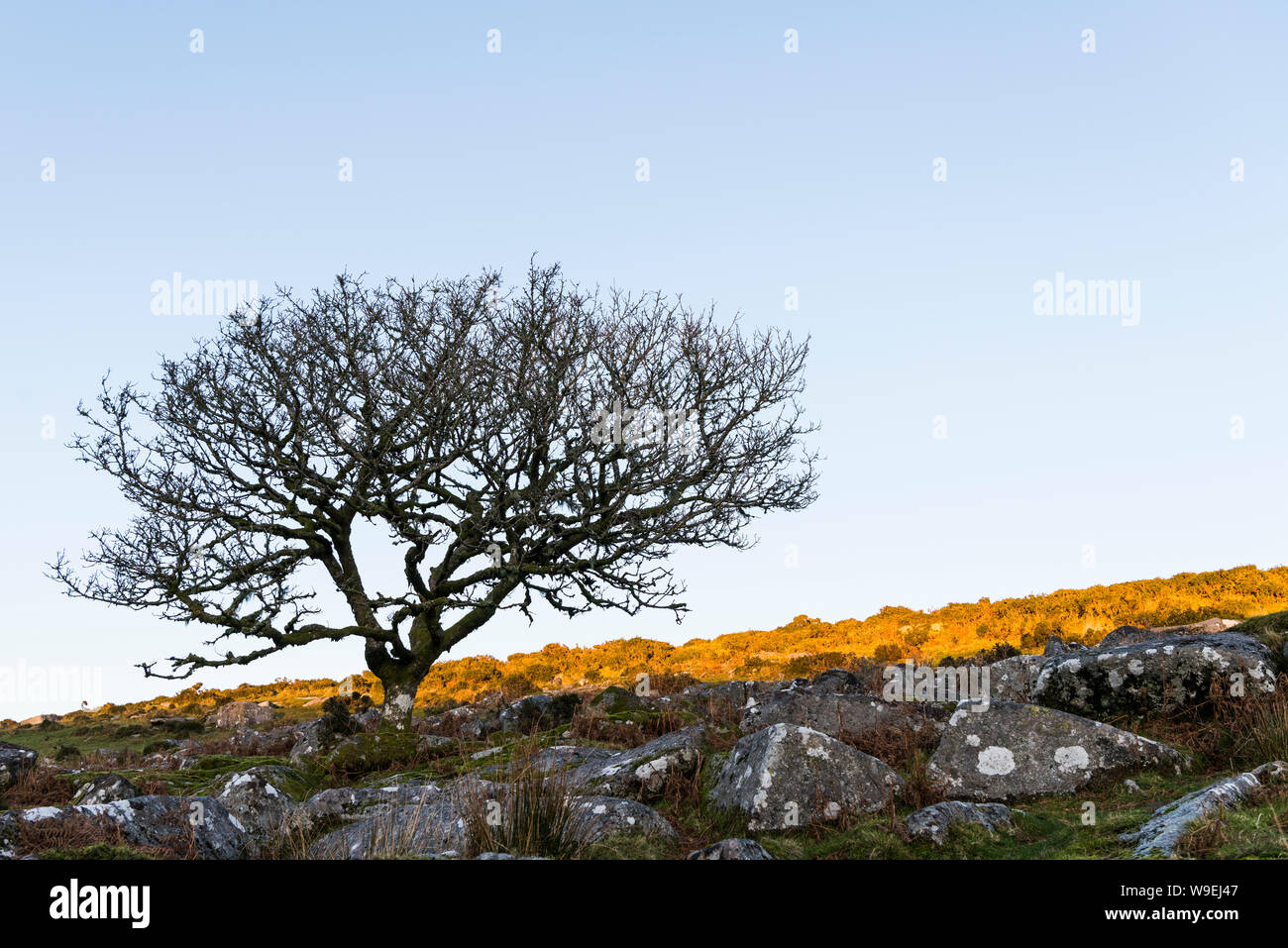 Albero isolato nella luce dorata Dartmoor vicino Wistmans legno Foto Stock