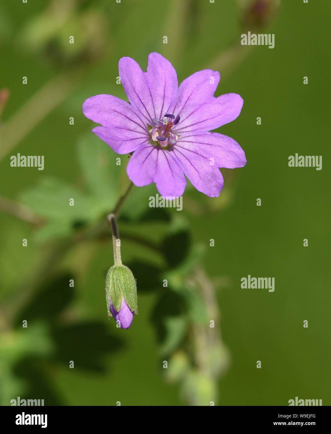 Balkan-Storchschnabel, Geranium macrorrhizum ist ein Storchschnabelgewaechs mit schoenen lilarosa Blueten. Sie ist eine Blattschmuckstaude und wird un Foto Stock