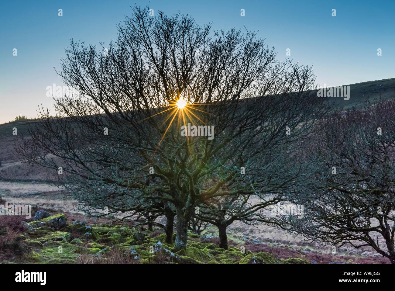 Wistmans legno, Dartmoor. Una raggiera sole che splende attraverso un piccolo gruppo di alberi. Foto Stock