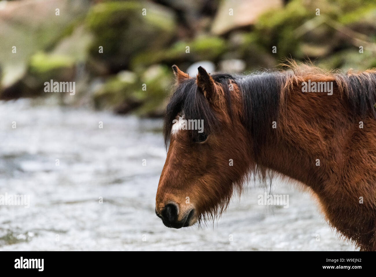 Dartmoor pony attraversando il fiume Walkham Foto Stock