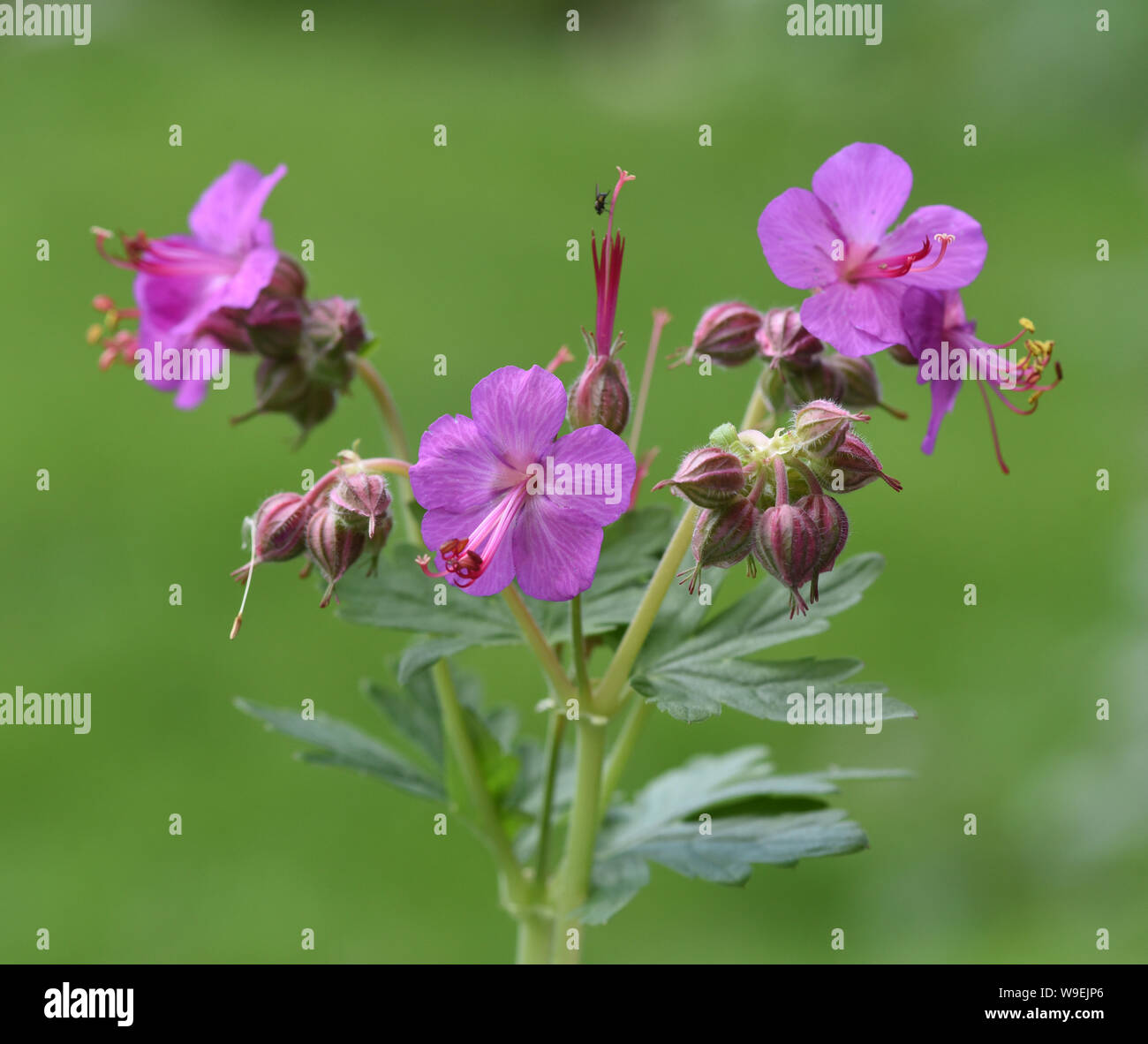 Balkan-Storchschnabel, Geranium macrorrhizum ist ein Storchschnabelgewaechs mit schoenen lilarosa Blueten. Sie ist eine Blattschmuckstaude und wird un Foto Stock