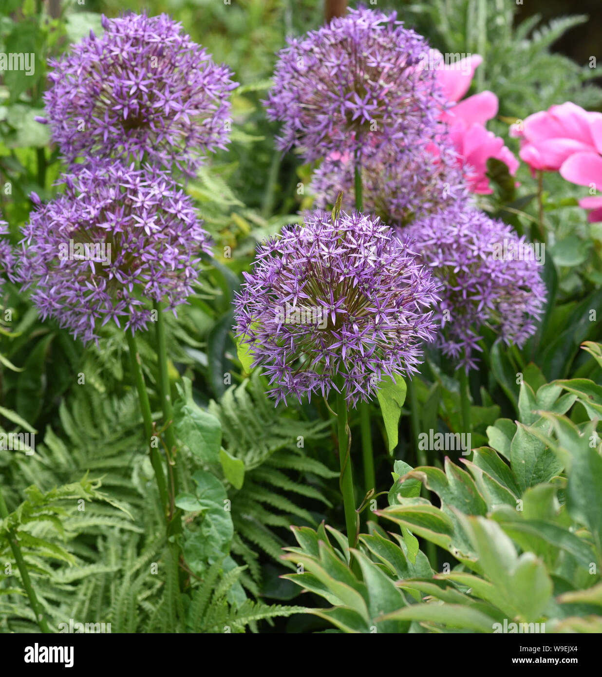 Zierlauch, Riesenlauch, Allium Giganteum ist eine wunderschoene Zierpflanze im Garten und hat lila Blueten. Giglio ornamentali, giglio gigante, Allium Gigant Foto Stock