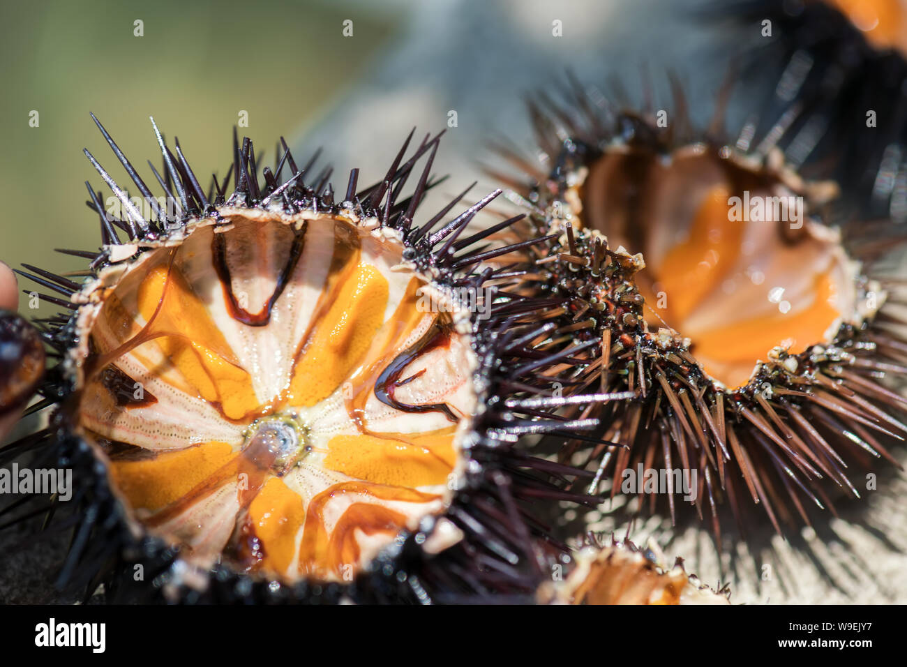 Mercato Dei Ricci Di Mare Immagini E Fotos Stock Alamy